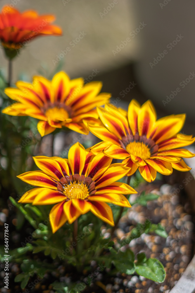 ガザニアの花 春のイメージ ガザニアの花 春のイメージ