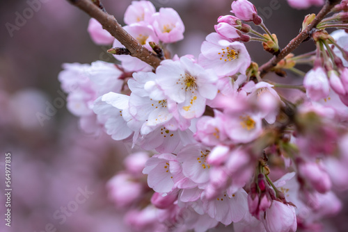 桜の花のマクロ写真 春の鮮やかなイメージ