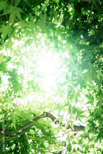 緑のモミジ　初夏のイメージ © TOMO