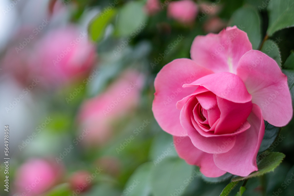 バラの花 屋外撮影 バラの花 屋外撮影
