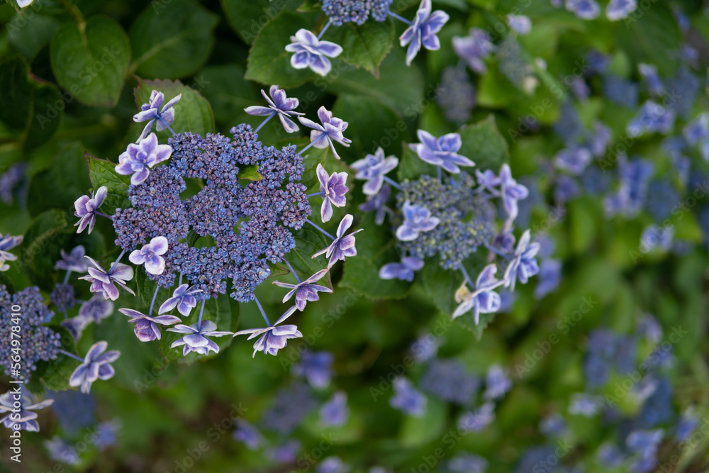 紫陽花の花 梅雨の時期のイメージ 紫陽花の花 梅雨の時期のイメージ