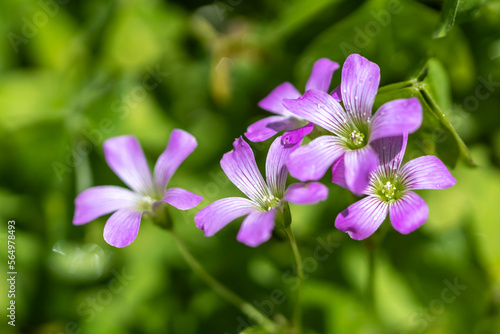 ムラサキカタバミの花　野の花