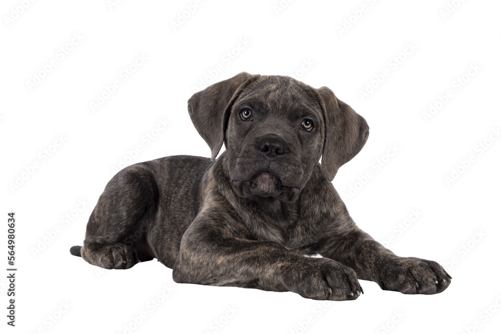 Cute brindle Cane Corso dog puppy, laying down side ways. Looking towards camera with light eyes. Mouth closed. isolated cutout on a transparent background.
