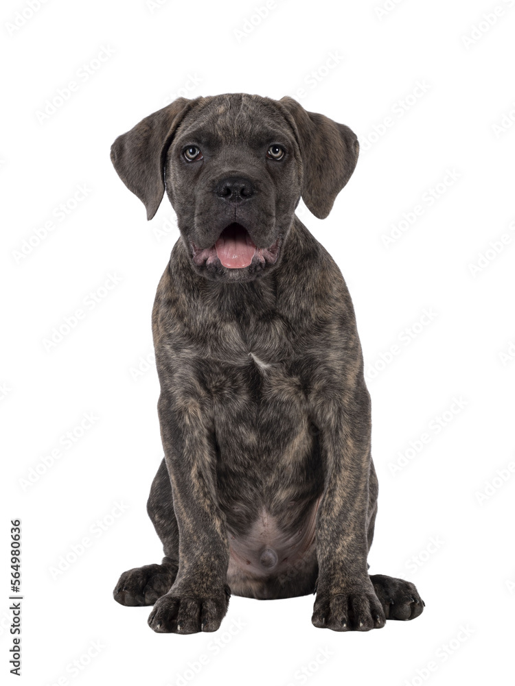 Cute brindle Cane Corso dog puppy, sitting up facing front. Looking towards camera with light eyes. Mouth open and tongue out. isolated cutout on a transparent background.