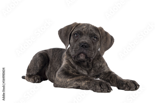 Cute brindle Cane Corso dog puppy, laying down side ways. Looking towards camera with light eyes. Mouth closed. isolated cutout on a transparent background. © Nynke