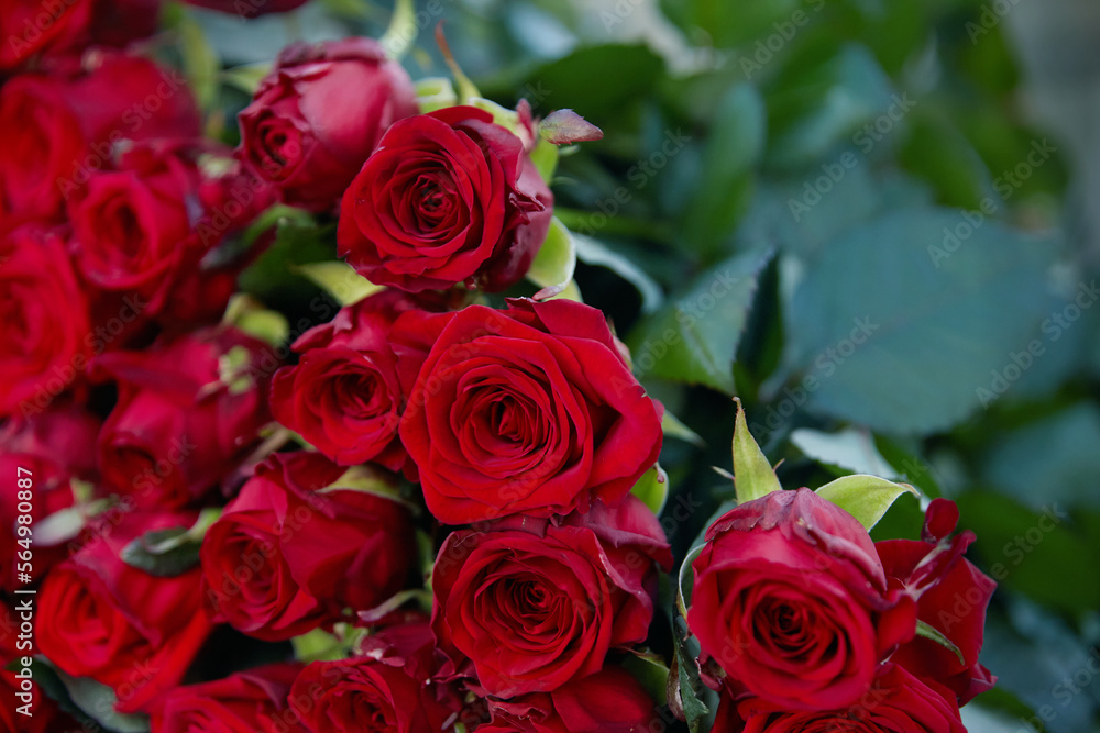 Bouquet of red roses on a black background,closeupa Bouquet of red roses on a black background,closeupa