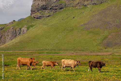 A group of highland cows in a meadow in the mountains Icelandic mountains.