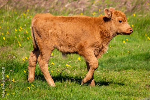 A young highlander calf strolling through a blooming meadow in Iceland.