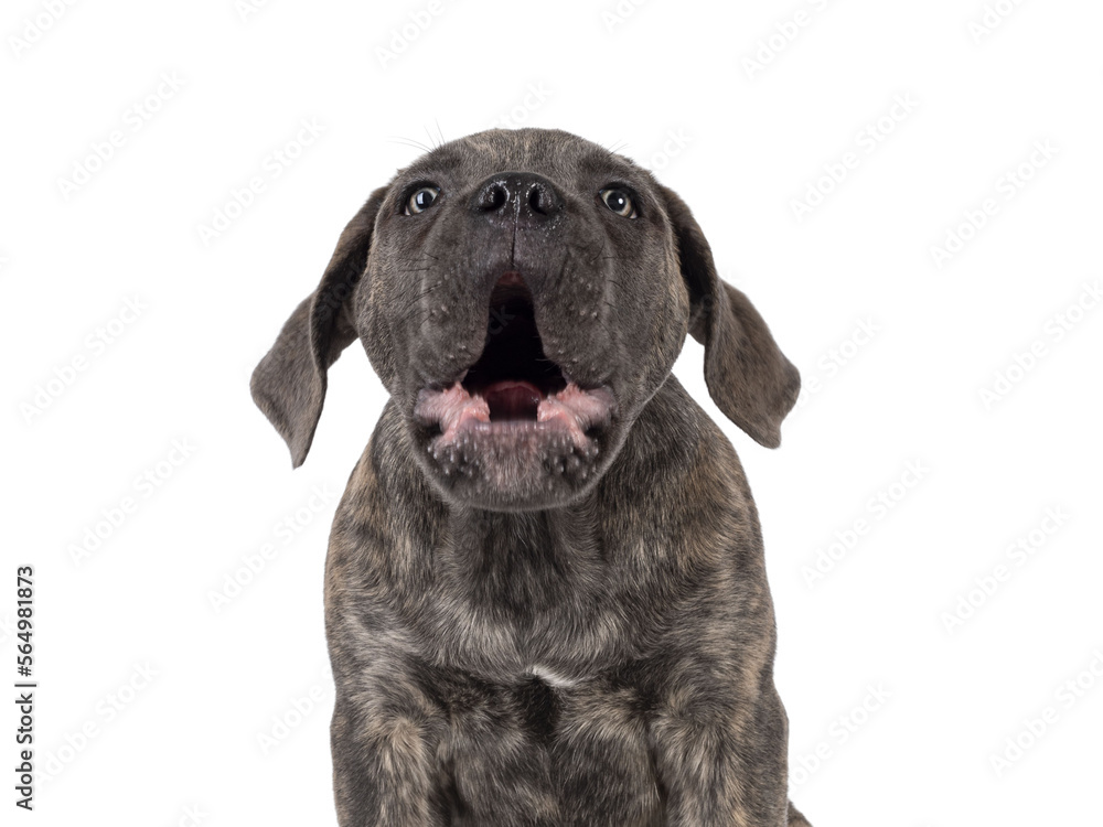 Head shot of cute brindle Cane Corso dog puppy, sitting up facing front. Looking towards camera with light eyes. Mouth open barking. Isolated cutout on a transparent background. Head shot of cute brindle Cane Corso dog puppy, sitting up facing front. Looking towards camera with light eyes. Mouth open barking. Isolated cutout on a transparent background.