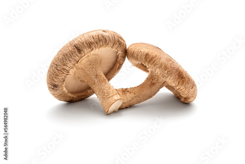 Shiitake mushroom on white background