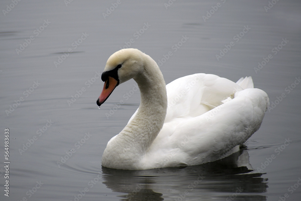 Fototapeta premium singschwan