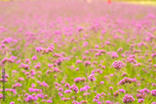 View of beautiful flower field in หีททำพ