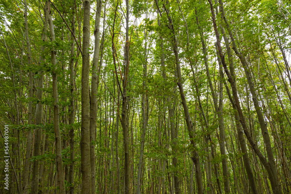 Fototapeta premium Tall trees in forest. Forest background photo. Carbon neutrality concept.