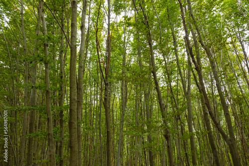 Tall trees in forest. Forest background photo. Carbon neutrality concept.