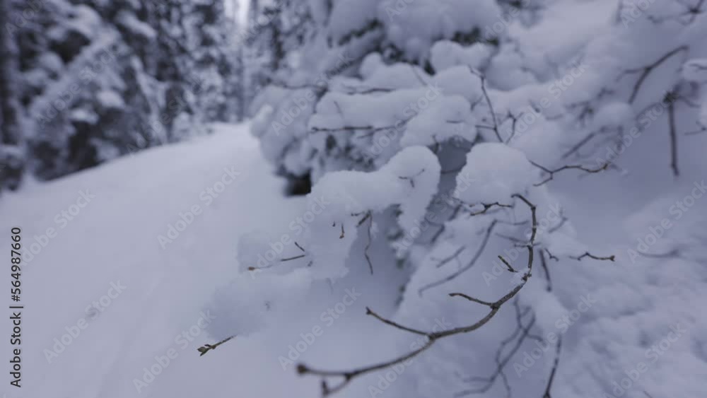 Snow Covered Branches in Forest, 4K Snow Covered Branches in Forest, 4K