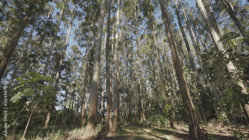Front camera view: going through the forest in autumn with sunbeams. Camera Movement Dolly in. Point of view. Peaceful