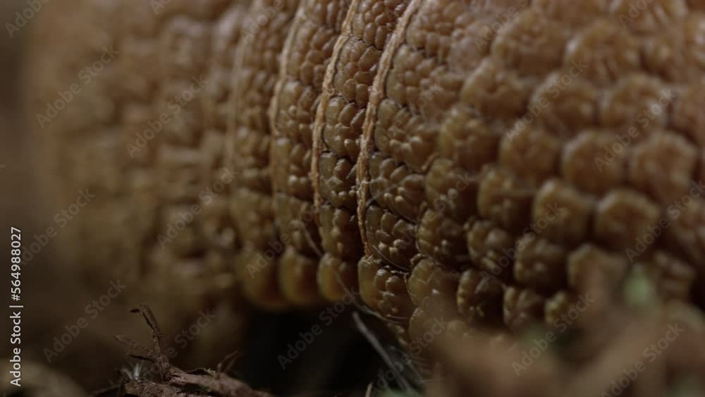 Armadillo - extreme macro close up on shell Armadillo - extreme macro close up on shell