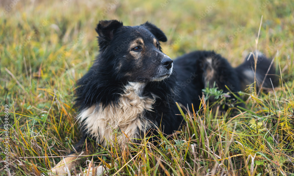 Cute fluffy black and white dog lying on the green grass Cute fluffy black and white dog lying on the green grass