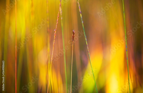 delicate gold glowing blades of grass at dusk,background for design, photo