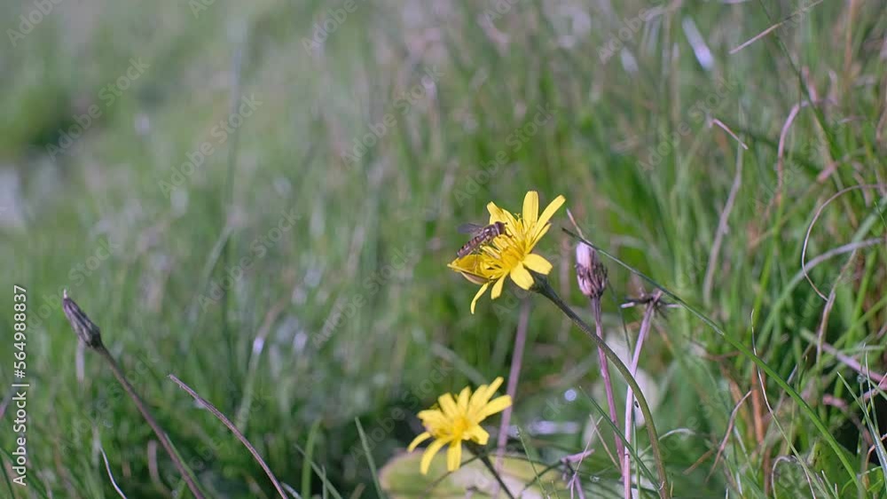 A small bee sits on a yellow dandelion and collects flower nectar for honey. 4k A small bee sits on a yellow dandelion and collects flower nectar for honey. 4k