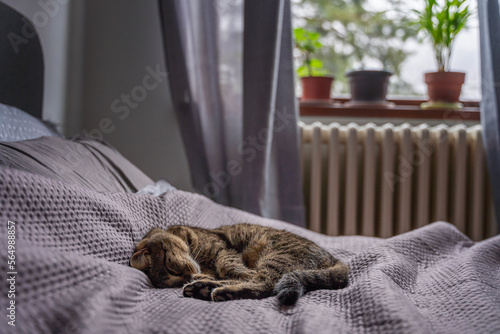 Gray cozy sleeping cat on a bed in a room with a window 