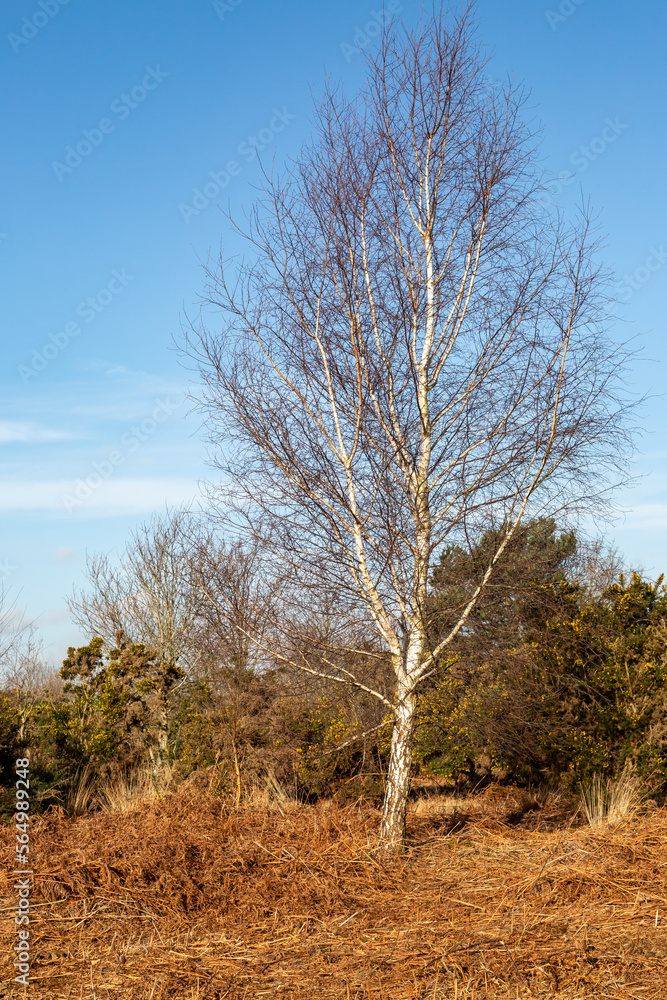 Chailey Common on a Winter's Day Chailey Common on a Winter's Day