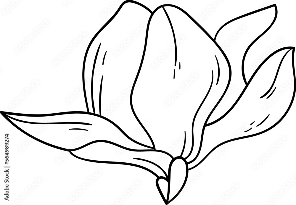 Blooming magnolia line art Contemporary floral design Blooming magnolia line art Contemporary floral design