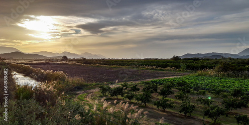 Dramatic Sight of a Fruit Plantation