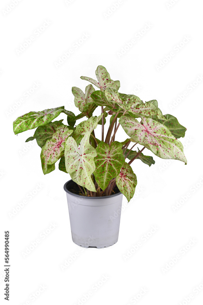 Colorful exotic 'Caladium Miss Muffet' houseplant with pink and green leaves with red dots in pot on white background Colorful exotic 'Caladium Miss Muffet' houseplant with pink and green leaves with red dots in pot on white background