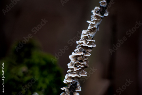 mushroom on a tree