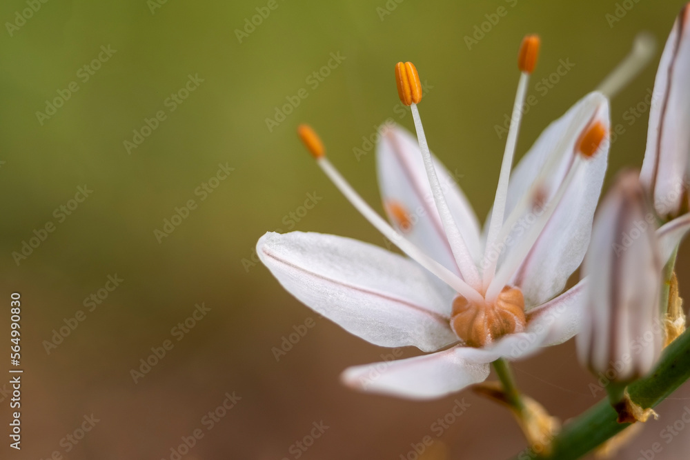 Fototapeta premium White asphodel flowers or Asphodelus albus.