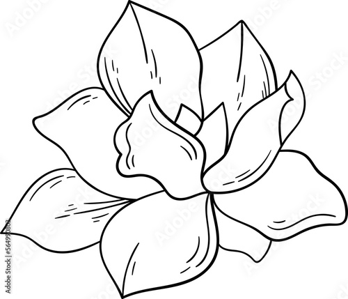 Blooming magnolia flower line art Contemporary floral design