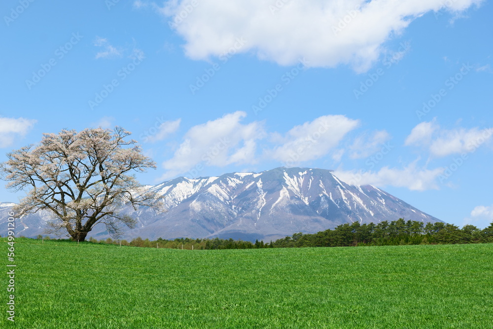 Fototapeta premium 小岩井農場の一本桜と岩手山。雫石、岩手、日本。４月下旬。