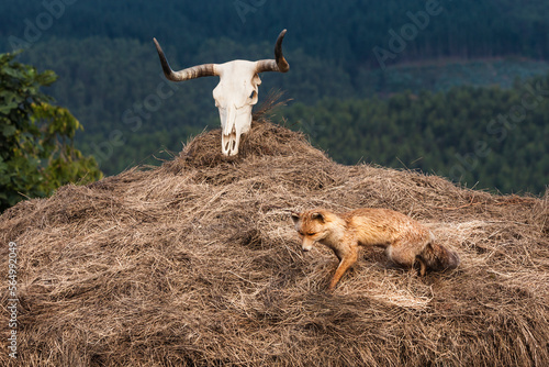 Fox and skull
