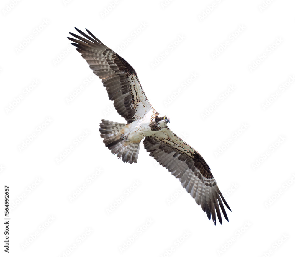 Fototapeta premium Osprey flying overhead