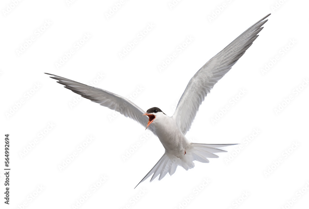 Fototapeta premium Common tern (Sterna hirundo) flying