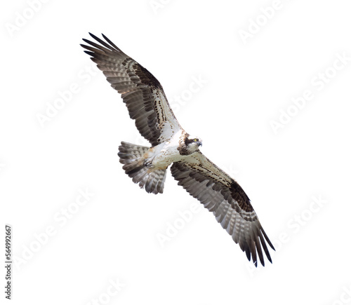 Osprey flying overhead