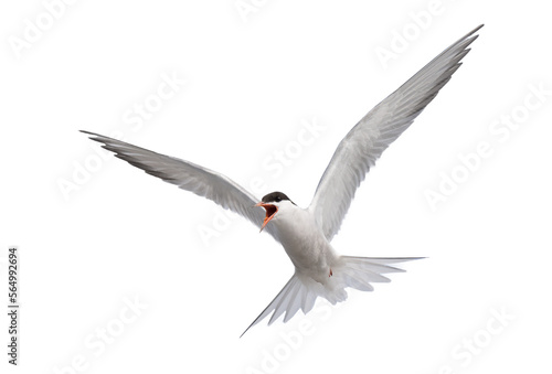 Common tern (Sterna hirundo) flying