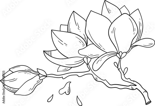 Magnolia flowers on branch line art Contemporary floral design