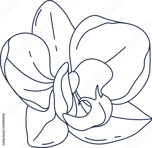 Orchid flower contemporary floral design