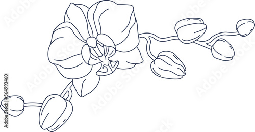 Orchid flower contemporary floral design