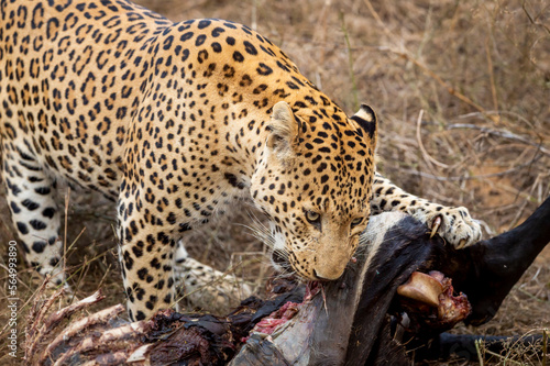 closeup shot of wild fully grown adult male leopard or panther or panthera pardus fusca feeding eating meat of blue bull or nilgai after hunting during safari at jhalana forest reserve jaipur india