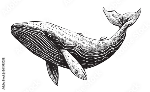 Whale sketch hand drawn in doodle style Vector illustration