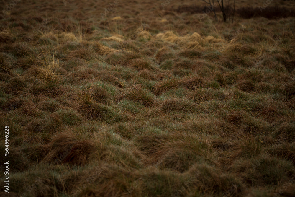 A bog meadow covered with water drops. Rhoen Mountains, Germany A bog meadow covered with water drops. Rhoen Mountains, Germany