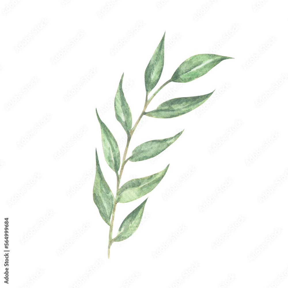 Green leaves element - for bouquets, wreaths, arrangements, wedding invitations, anniversary, birthday, postcards, greetings, cards, logo. Watercolor floral illustration.