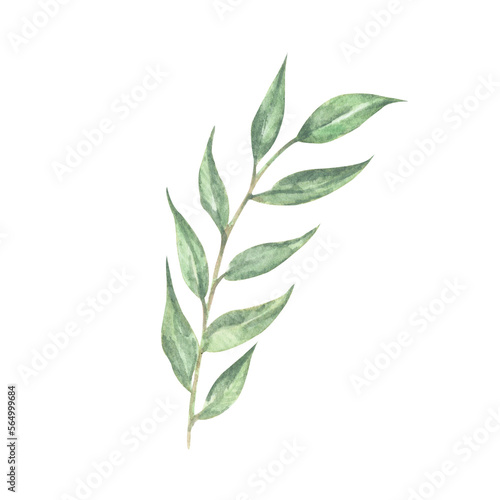 Green leaves element - for bouquets, wreaths, arrangements, wedding invitations, anniversary, birthday, postcards, greetings, cards, logo. Watercolor floral illustration. © Khaneeros