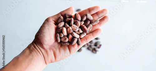 Above the group many brown cocoa beans, and dry cacao beans are in the hands of farmers