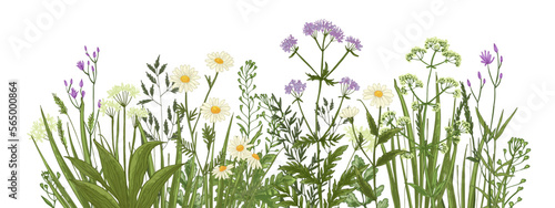 Wildflowers in summer. Wild herbs. Cornflowers, forget-me-nots, yellow buttercups, ferns