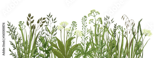 Wildflowers in summer. Wild herbs. Cornflowers, forget-me-nots, yellow buttercups, ferns