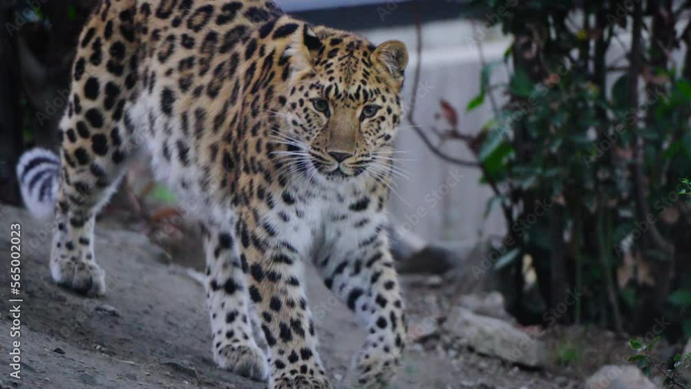 Beautiful Jaguar walking through the national park. Beautiful Jaguar walking through the national park.